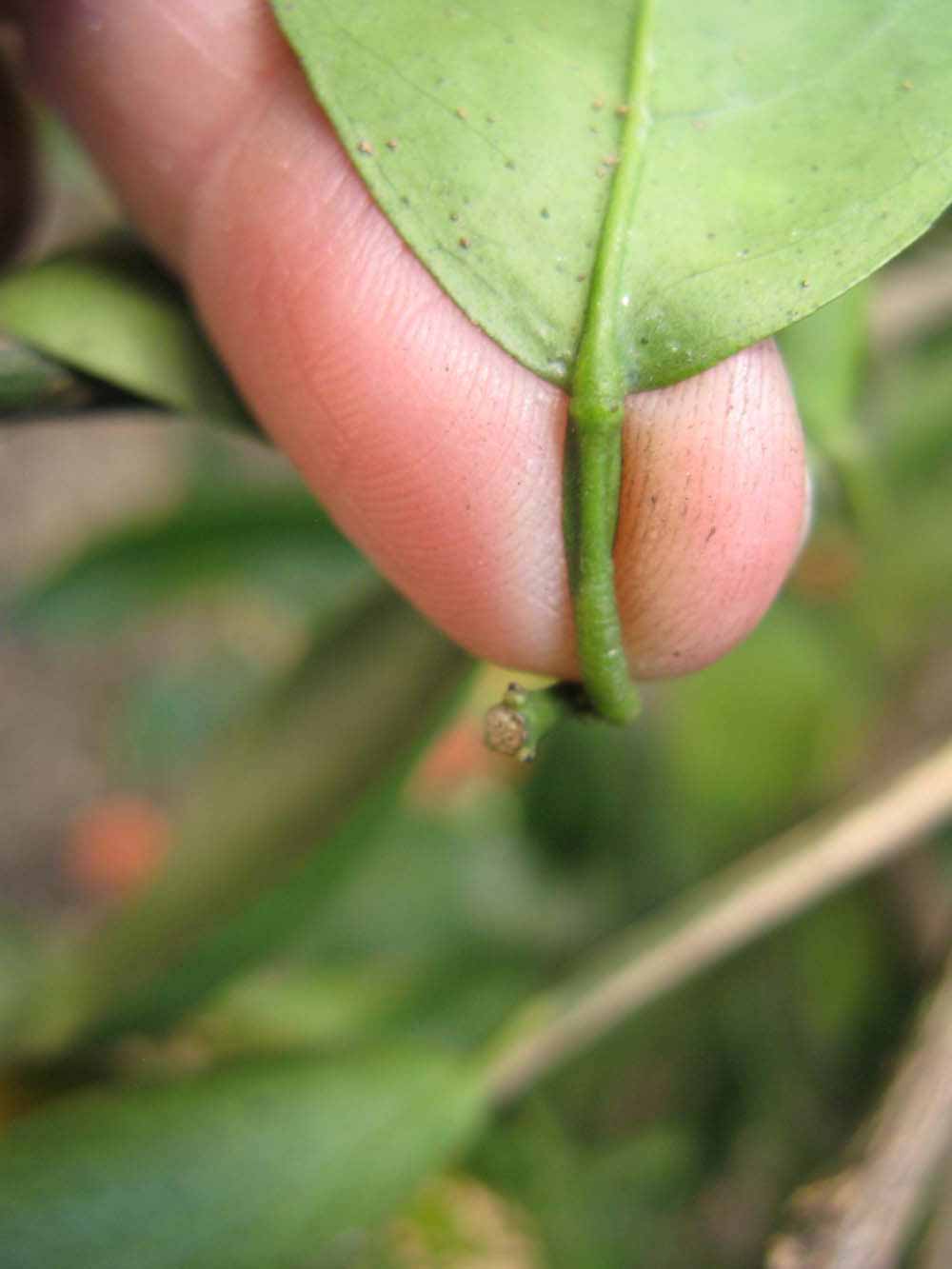              Petiole (Winter Haven, FL)       